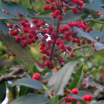 fruits du poivrier de Sichuan