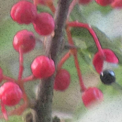 Fruits et graine d'un poivrier de Sichuan