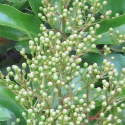 Dtail des fleurs en bouton du Pyracantha