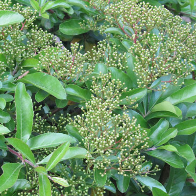 Au dbut de la floraison, les inflorescences de fleurs en bouton ont une apparence trs dlicate 