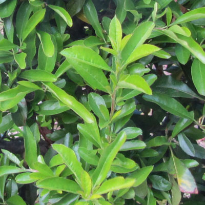 Feuillage du Pyracantha