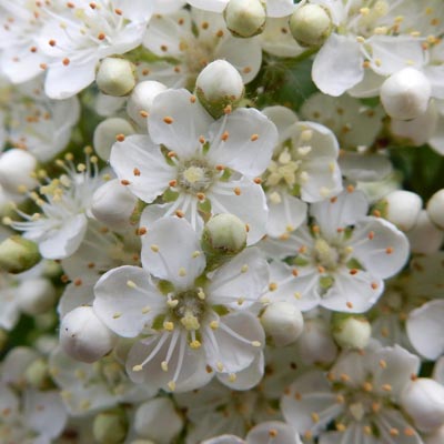 Fleurs blanches panouies de Pyracantha 