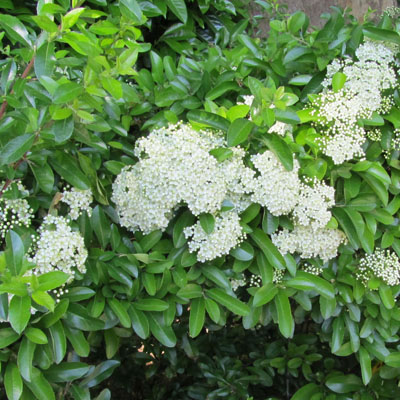 Inflorescences panouies de Pyracantha au milieu du feuillage 
