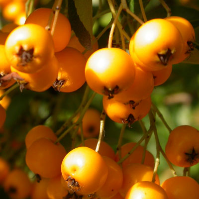 Les fruits de Pyracantha sont des baies de couleur rouge 