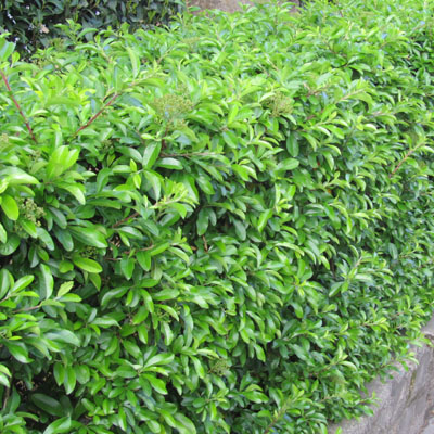 Les Pyracantha plants trs serrs forment des haies infranchissables