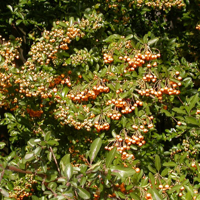 Le Pyracantha dveloppe de trs nombreux fruits de couleur rouge d'o le nom de buisson ardent