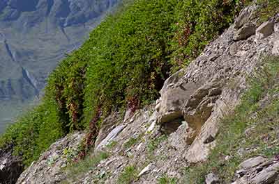 Raisin d'ours sur pente rocheuse