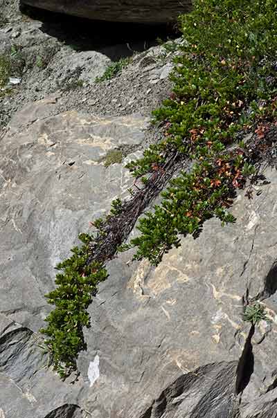 colonisation d'un rocher par le Raisin d'ours