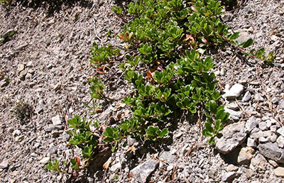 Raisin d'ours colonisant un sol caillouteux