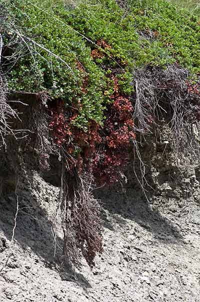 colonisation d'un talus par le Raisin d'ours