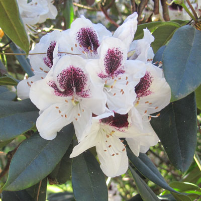 Rhododendron à fleurs blanches