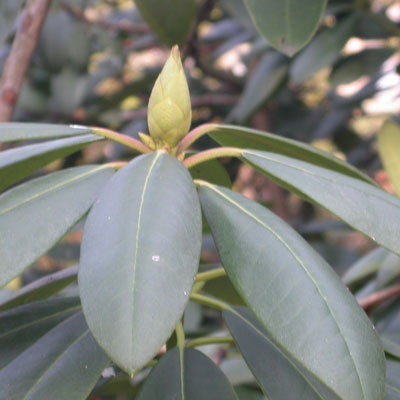 bouton de fleur de Rhododendron