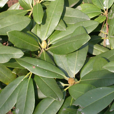 feuillage d'un Rhododendron