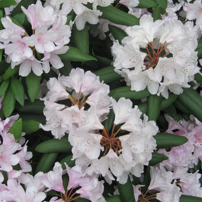 Floraison d'un Rhododendron
