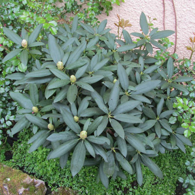 pied de Rhododendron en boutons