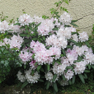pied de Rhododendron en fleur