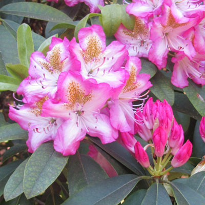 Rhododendron à fleurs roses panachées