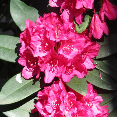 Rhododendron à fleurs rouges