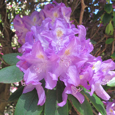 Rhododendron à fleurs mauves