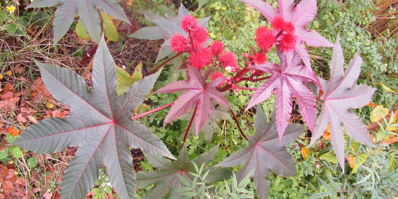 buisson de Ricin