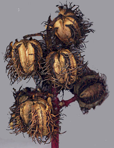 fruits mûrs de Ricin