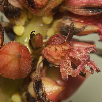 Fleur femelle de Ricin