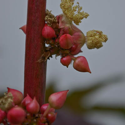 Fleur mâle de Ricin