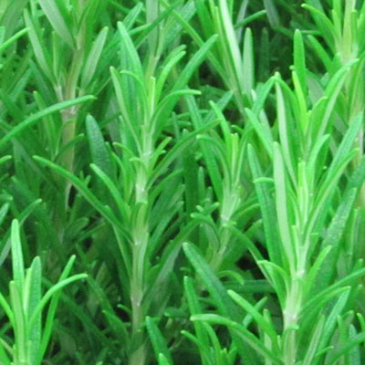 feuilles fraiches de romarin 