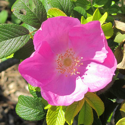Fleur &eacute;panouie de Rosa rugosa