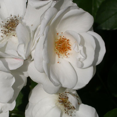 Rose blanche