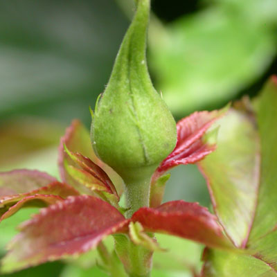 Bouton de Rose
