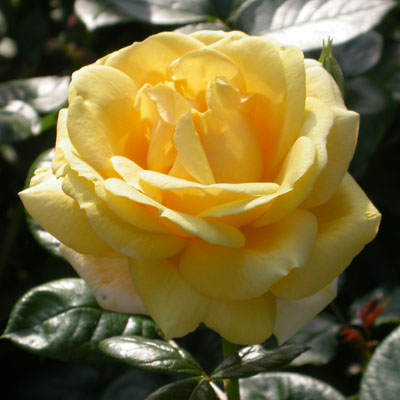 rose jaune