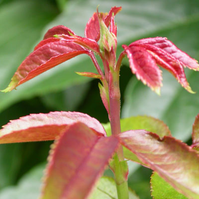 Rosier à feuilles rouges