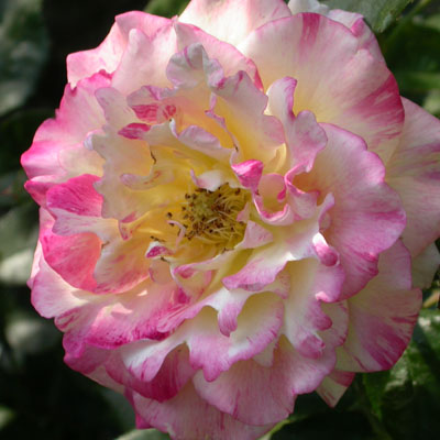 Rose panachée