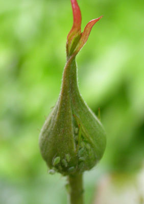 bouton de rose attaqué par des pucerons verts
