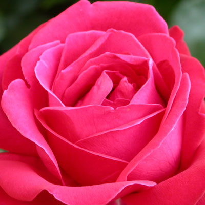 Rose rose