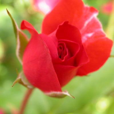 rose rouge vue de face