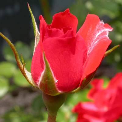 Rose rouge vue de profil