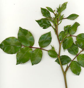 Rameau de rosier avec feuilles et boutons de fleurs