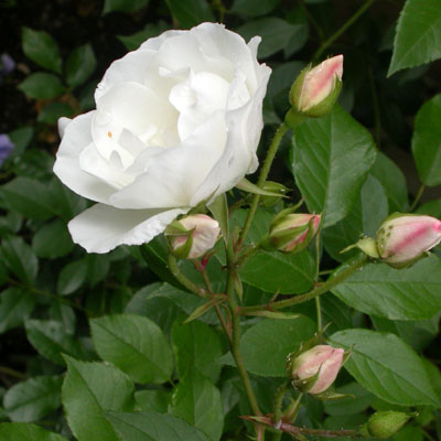 Détail d'un rosier buisson