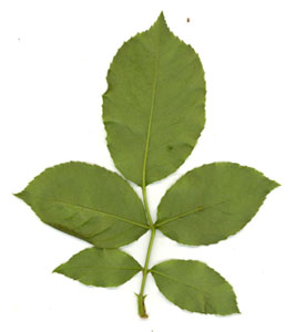 Feuille de Rosier vue de dessous