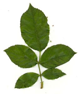 Feuille de Rosier vue de dessus