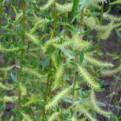 Chatons de saule pleureur