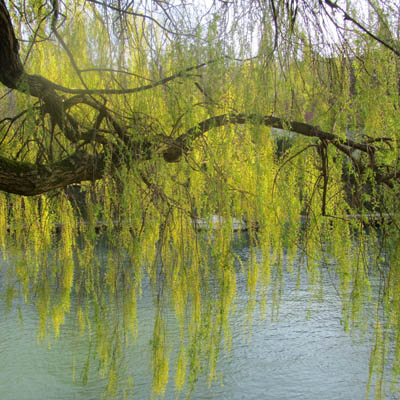 Saule pleureur en été
