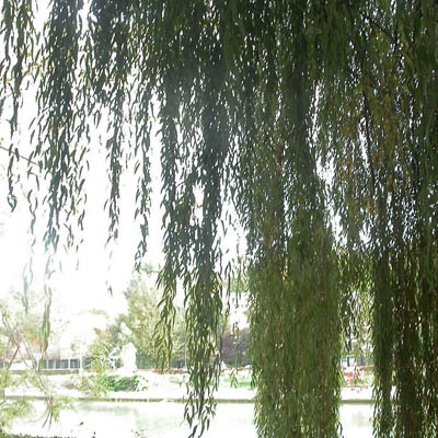 feuillage de saule pleureur