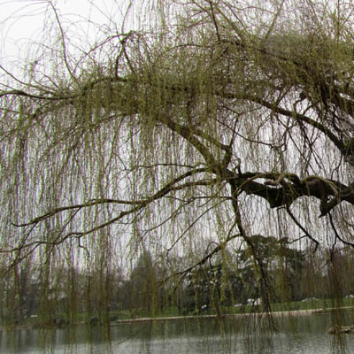 Saule pleureur en hiver