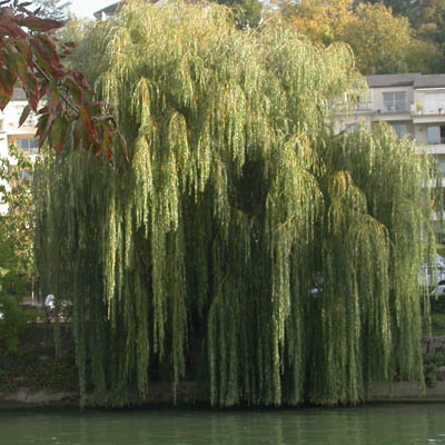 port d'un saule pleureur