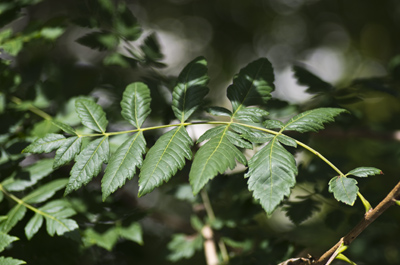 feuille de Koelreuteria