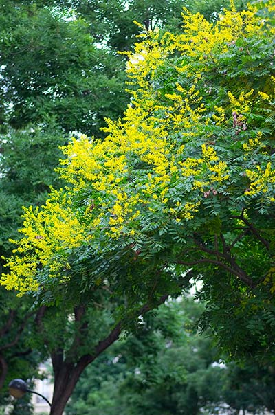inflorescence de Koelreuteria species