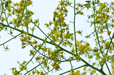 Koelreuteria species en fleurs